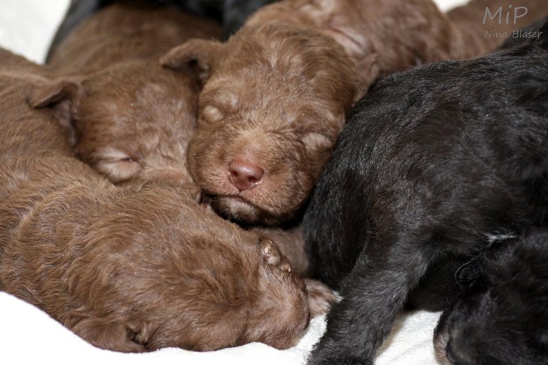 2011-05-15 Puppies Candy & Svet (54).jpg